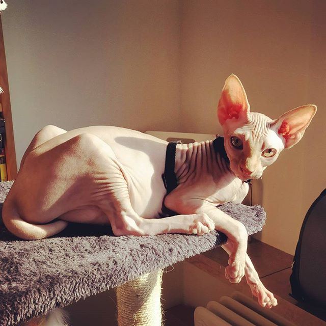 Charlie