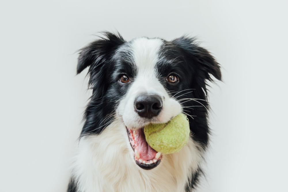 shutterstock