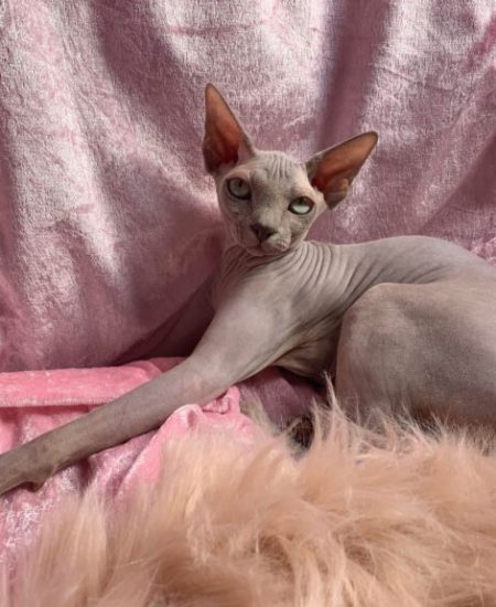 Lea Nederland x